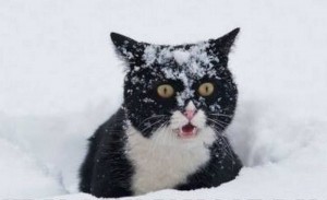 Создать мем: удивленный котик черный, кот, снежный кот черно- белая