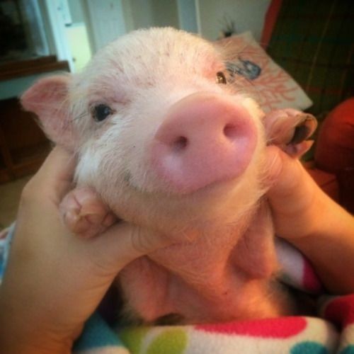 Create meme: the Piglet is cute, mini pig, domestic pig