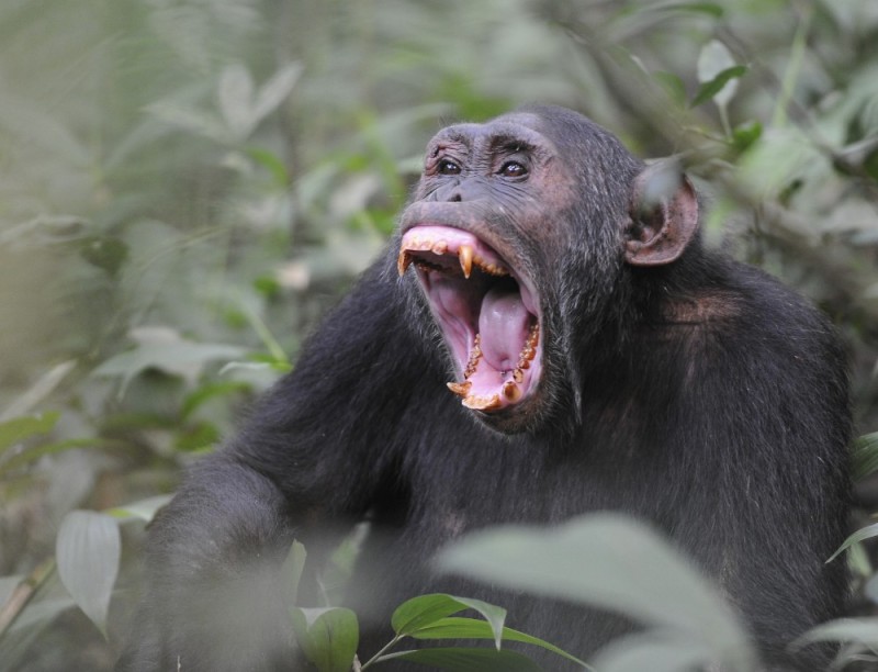 Создать мем: самка шимпанзе, шимпанзе в танзании, истерический крик обезьяны