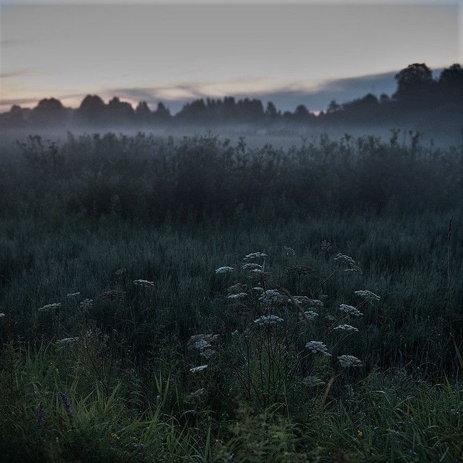 Create meme: misty meadow, August fog, fog nature