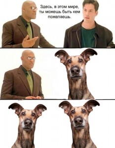 Create meme: funny animals, dog, dog funny