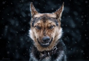 Create meme: evil, portraits of animals, dog woof