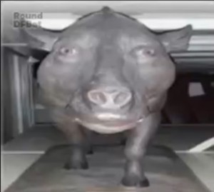 Create meme: boar meme, scary pig, pig