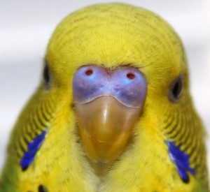 Создать мем: восковица самки волнистого попугая, слоится клюв у волнистого попугая, волнистый попугай смешной