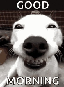 Create meme: smiling dog , dog happy, smiling dog