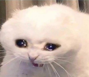 Create meme: crying white cat, weeping cat, the cat is crying