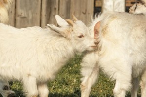 Create meme: white goat, goat with kids, goat white