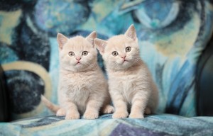 Create meme: British Shorthair kittens