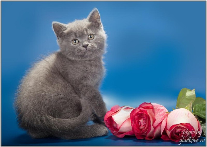 Create meme: British shorthair cat, British cat , kittens Scottish