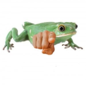 Создать мем: зеленая лягушка, лягушка на белом фоне, лягушка