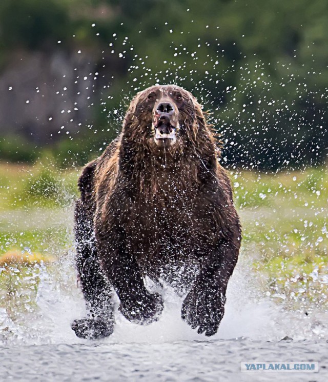 Create meme: running bear, wet bear , grizzly bear 