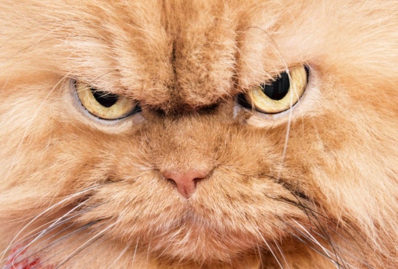 Создать мем: кот в гневе, персидский кот злой, злой рыжий кот