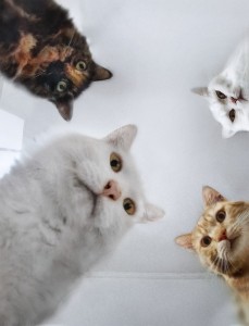 Create meme: cats, cat, memes with cats