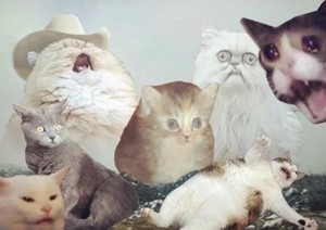 Создать мем: кошка мем, мемы с котами, довольный кот мем