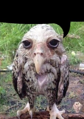 Create meme: drunk owl , funny owls, wet owl meme