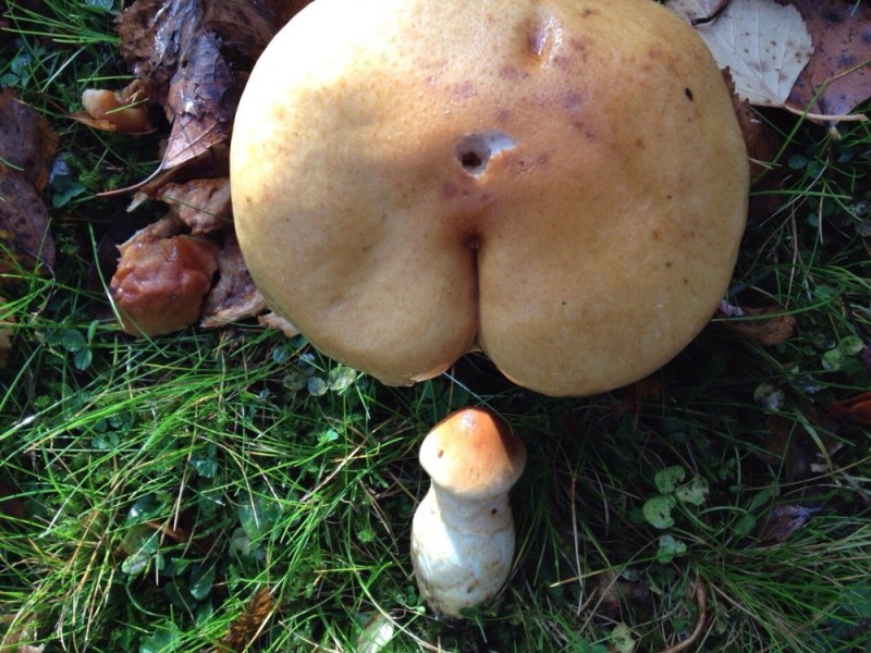 Create meme: mushrooms , mushrooms are strange, mushrooms mushrooms