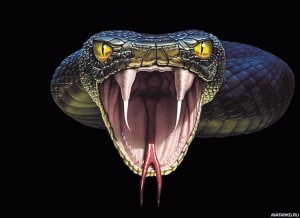 Создать мем: кобра, голова змеи с зубами, змея королевская кобра