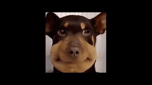 Create meme: funny dog , funny dogs, funny dog faces
