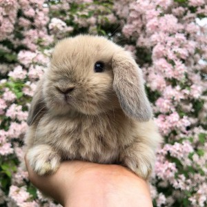 Create meme: lop-eared rabbit