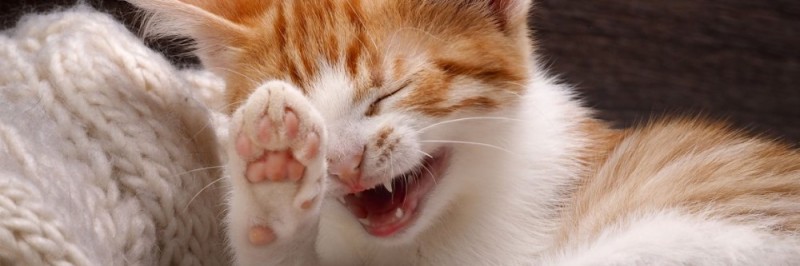 Создать мем: зубки котят, зевающая кошка, кот смеется