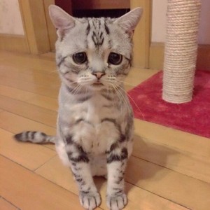 Create meme: Sad cat
