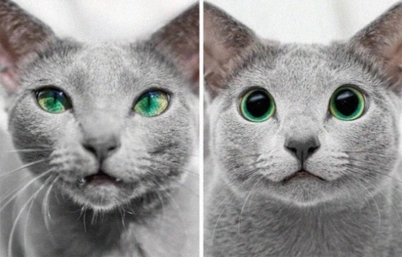 Создать мем: порода кошек русская голубая, голубые кошки, кошка