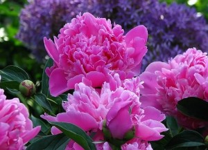 Create meme: peonies Wallpaper, photos of peonies, peony superba edulis