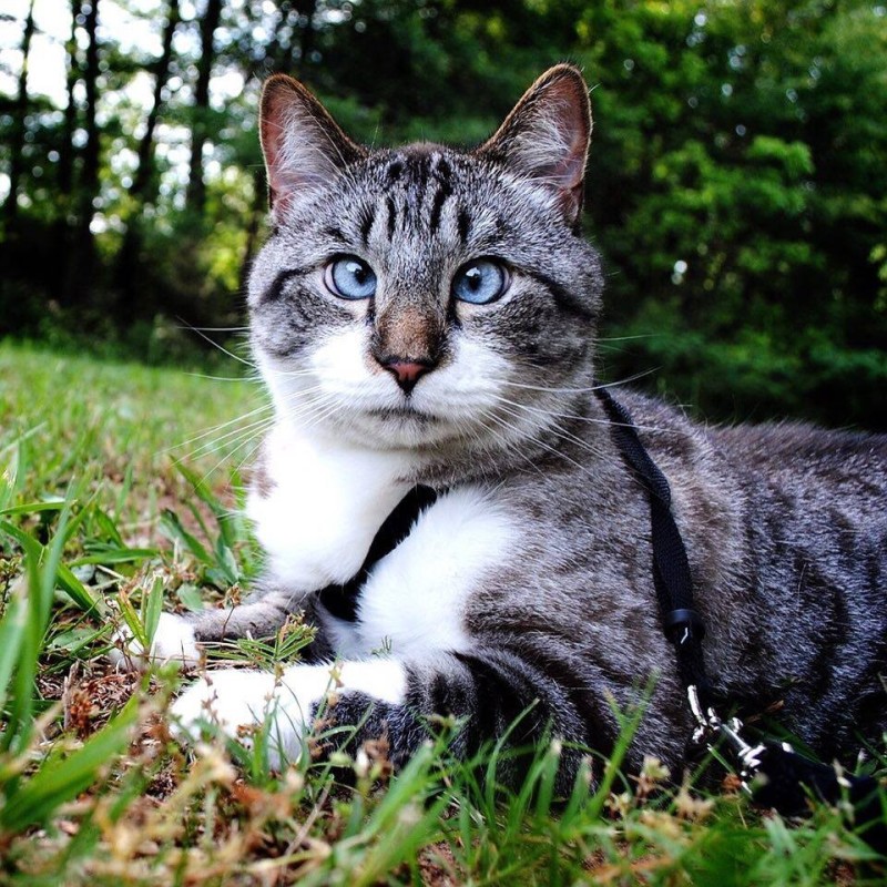 Create meme: cat spangles breed, cat , cross -eyed cat breed