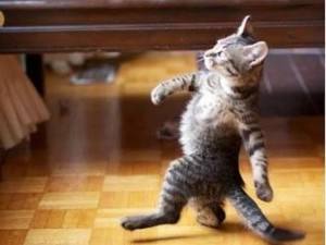 Create meme: cat walks, cats funny, funny cats