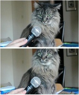 Создать мем: мем кот с микрофоном, мем кот, кошка