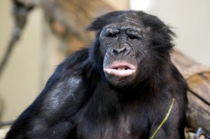 Create meme: Bonobo chimp of kanzi, chimpanzees, Bonobo's kanzi