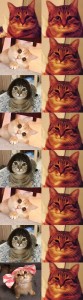 Создать мем: котик, мемы котики, коты