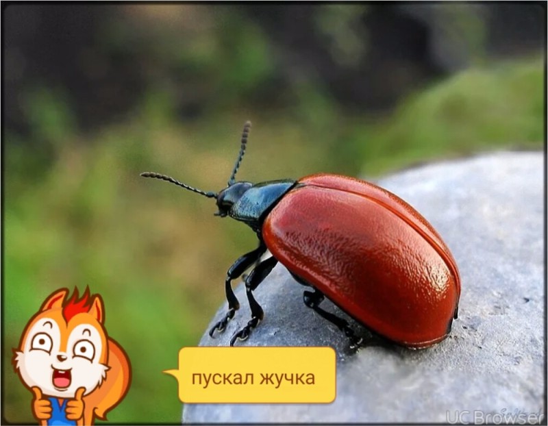 Создать мем: бронзовик жук, красный жук, ветчинный жук