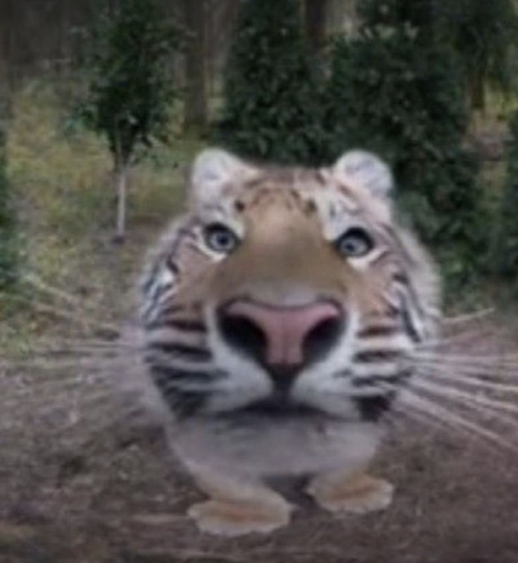 Create meme: tiger predator , funny tiger, Sumatran tiger 