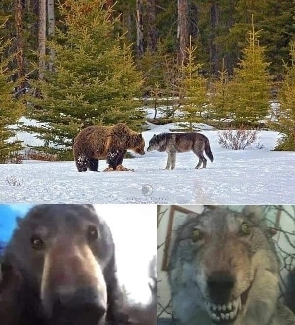 Create meme: bear and wolf, wolf memes, The wolf and the bear meme