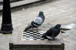 Create meme: bird dove, pigeons doves, urban dove