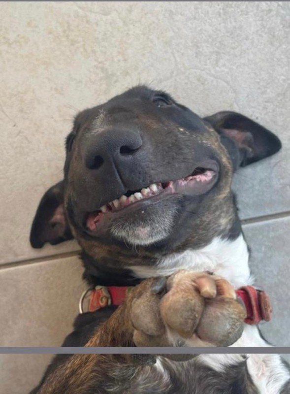 Создать мем: стаффордширский бультерьер, собака стаффордширский, стаффордширский бультерьер улыбка