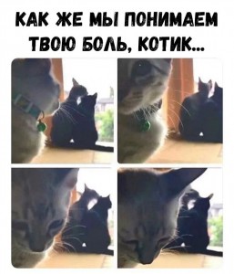 Создать мем: tell me, el gato, cat hearts meme