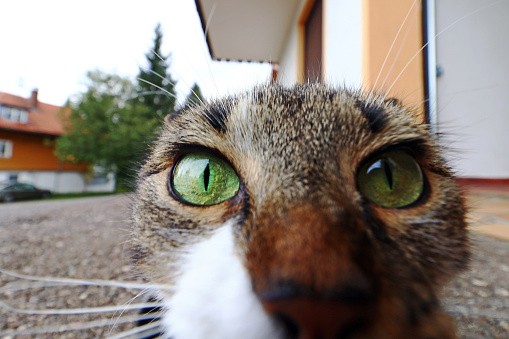 Create meme: cat , cat eyes , eyes scatter cat