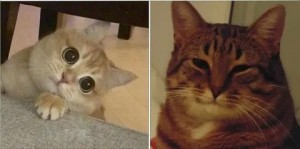 Создать мем: кот мем довольный, мемы с котами, котик мем