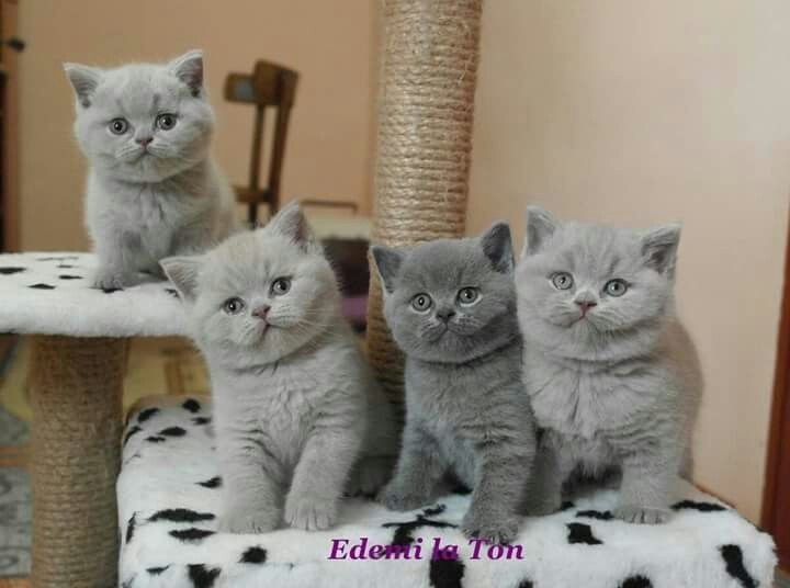 Create meme: scottish straight kittens, British Shorthair kittens, kittens 