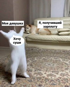 Create meme: cat, my cat, cat funny