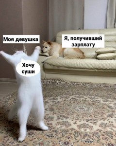 Создать мем: кот, мой кот, кошки смешные