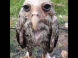 Create meme: wet owl