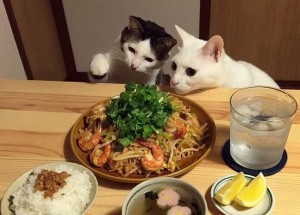 Создать мем: романтический ужин с котом, домашние звери, смешные животные