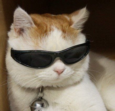 Create meme: cat in glasses , meme cat with glasses, cat with black glasses