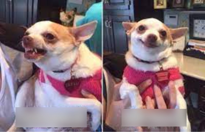Create meme: funny Chihuahua, evil Chihuahua meme, Chihuahua memes