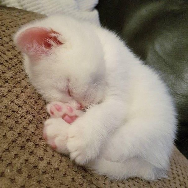 Создать мем: белые котята, милые котики, спящий котенок
