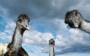 Create meme: dead ostrich, ostrich, ostrich funny pictures