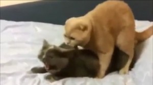 Create meme: cats sex, cats mate, cats mating GIF